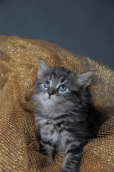 Lovely fluffy kitten — Stock Photo, Image