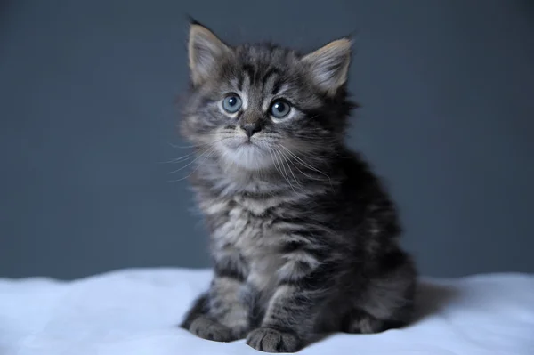 Lieblich flauschiges Kätzchen — Stockfoto