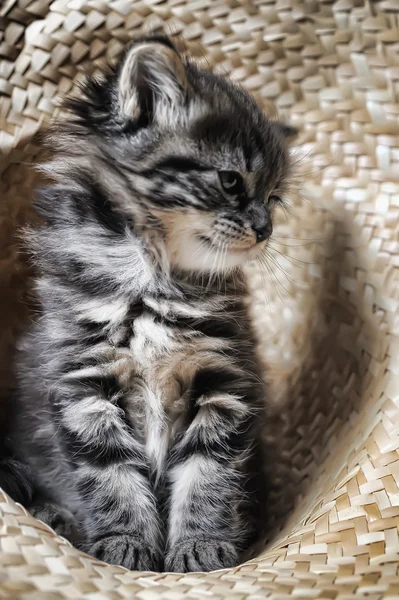 Прекрасный пушистый котенок — стоковое фото