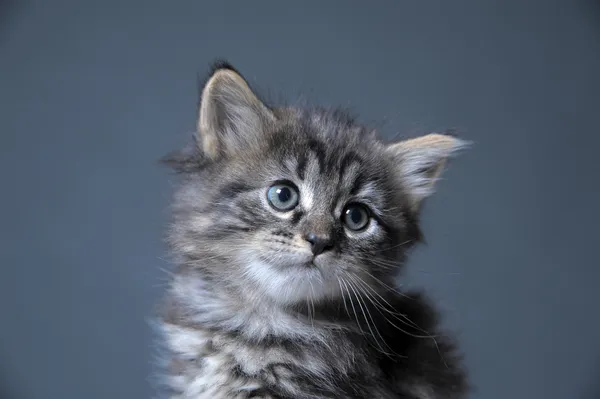 可爱的蓬松小猫 — 图库照片