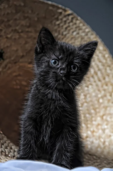 黑色小猫 — 图库照片