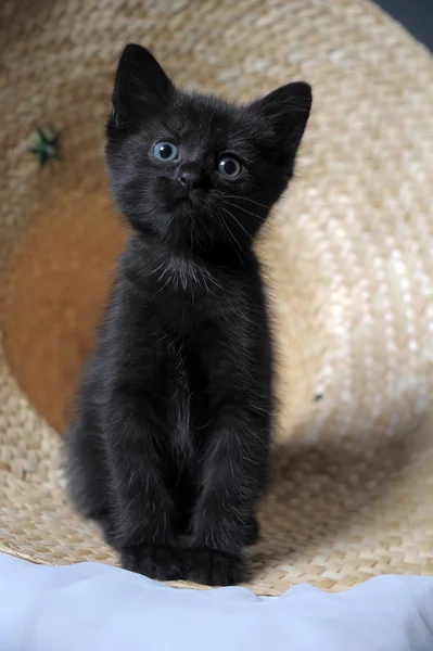Siyah yavru kedi — Stok fotoğraf
