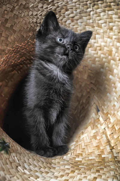 Svart kattunge — Stockfoto