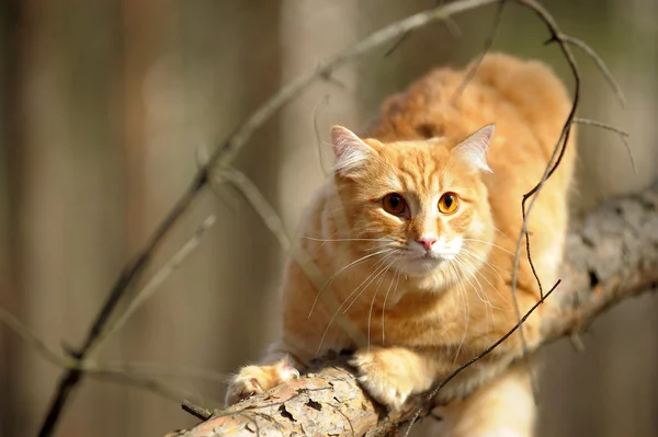 stock image Beautiful fluffy ginger cat