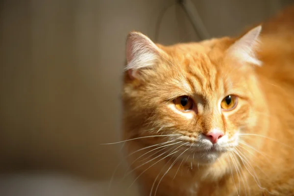 Beautiful fluffy ginger cat — Stock Photo, Image