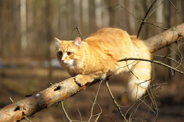 美丽蓬松姜猫 — 图库照片