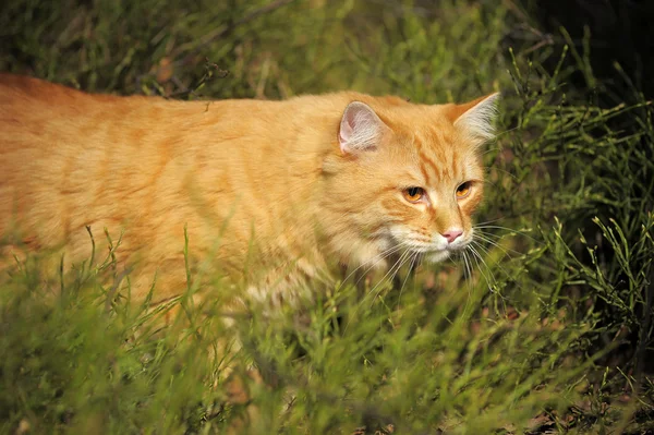 美しいフワフワ生姜猫 — ストック写真