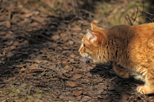 美丽蓬松姜猫 — 图库照片