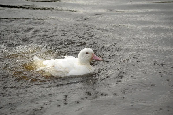 stock image A white goose