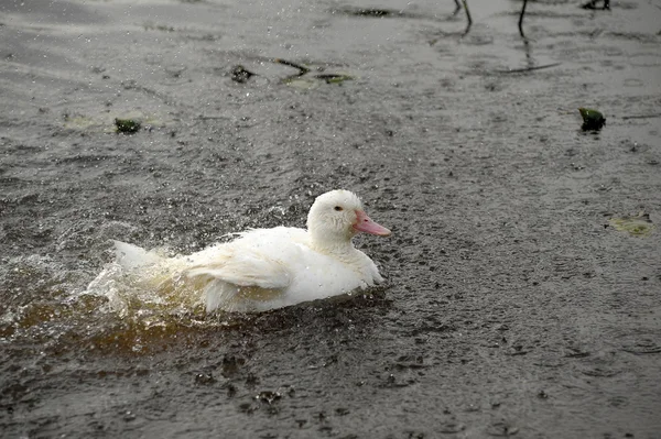 A white goose — Stock Photo, Image