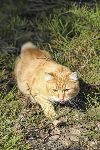 stock image Beautiful fluffy ginger cat