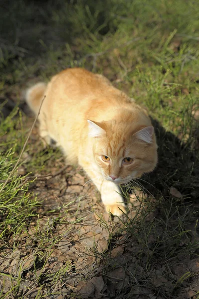 Beau chat roux moelleux — Photo