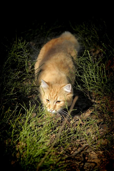 Beautiful fluffy ginger cat — Stock Photo, Image