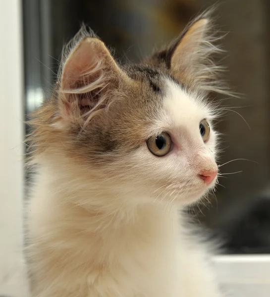 ลูกแมวปุย — ภาพถ่ายสต็อก