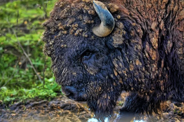 Bison bonasus, bison européen , — Photo