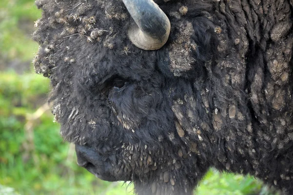 Bison bonasus, european bison, — Stock Photo, Image