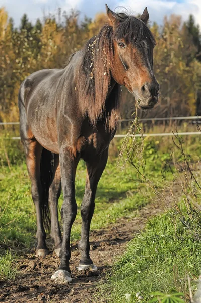 Bruin paard in grasland — Stockfoto