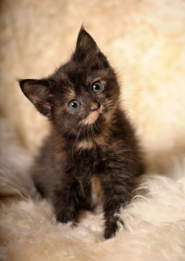 Small cute kitten tortoiseshell beauty clipart