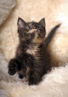 Small cute kitten tortoiseshell beauty clipart