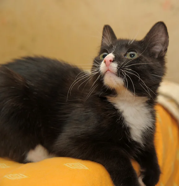 Stock image Black and white cat