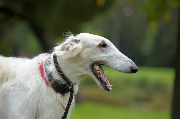 stock image The Borzoi