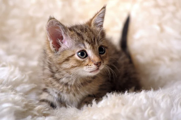 작은 줄무늬 고양이 — 스톡 사진