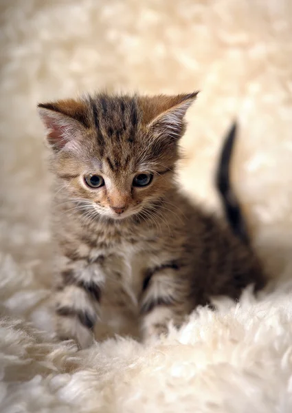 少しストライプ子猫 — ストック写真