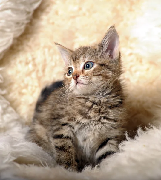 Полосатый котенок — стоковое фото