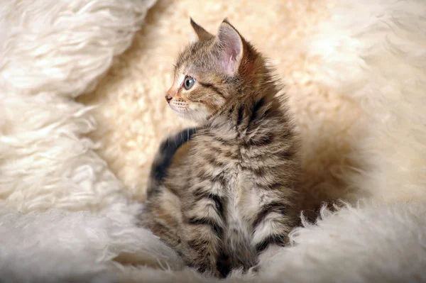 Lite randig kattunge — Stockfoto