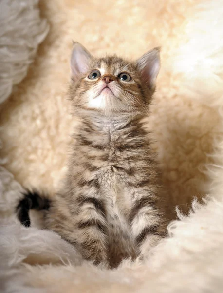 Petit chaton rayé — Photo