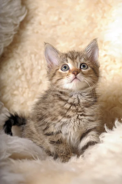 Little striped kitten — Stock Photo, Image