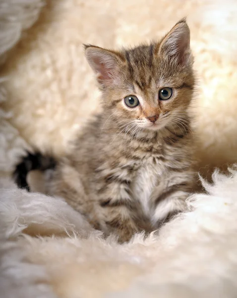 小条纹的小猫 — 图库照片