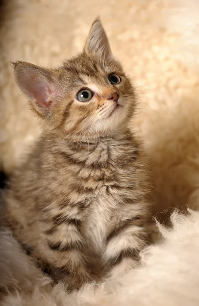 Little striped kitten — Stock Photo, Image