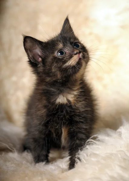 Pequeno bonito gatinho tartaruga beleza — Fotografia de Stock