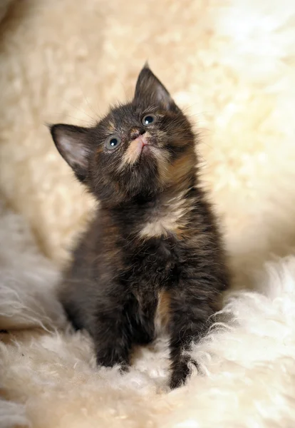 작은 귀여운 고양이 별 갑 아름다움 — 스톡 사진