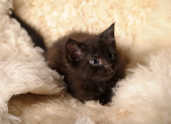 Small kitten — Stock Photo, Image