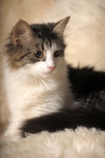 毛茸茸的小猫 — 图库照片