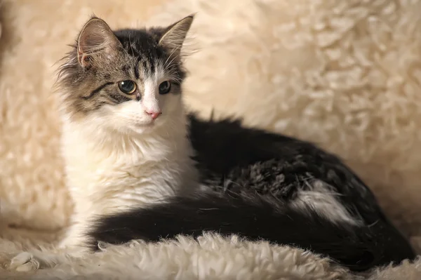 Siberian cat — Stock Photo, Image