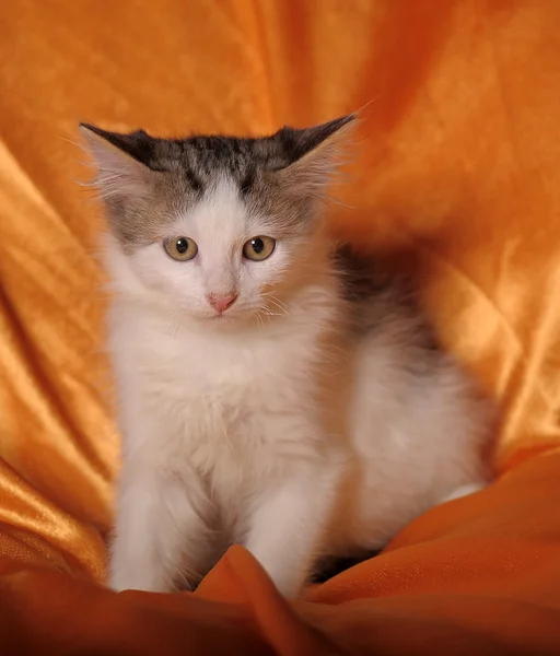 Αφράτο γατάκι — Φωτογραφία Αρχείου