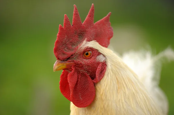 stock image House bird - a white cock