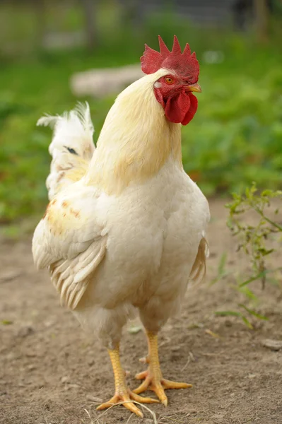 Casa pájaro - una polla blanca — Foto de Stock