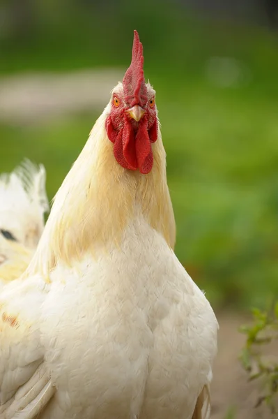 House bird - a white cock — Stock Photo, Image