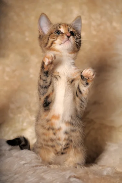 stock image Tabby cat plays toy