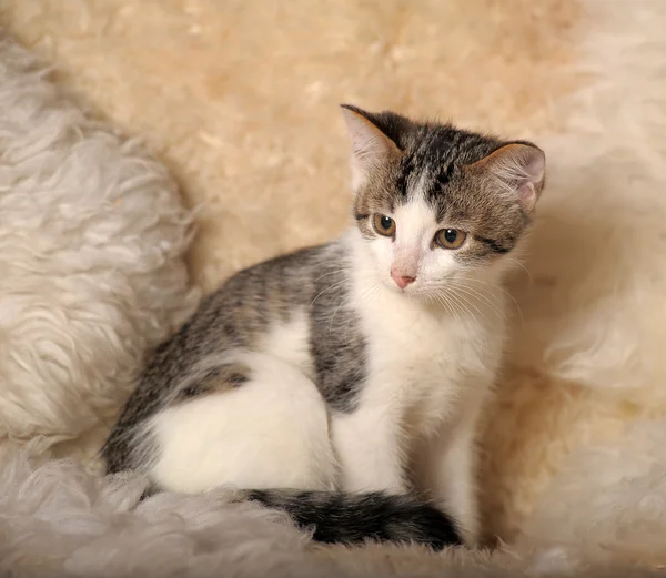 Fluffy kitten — Stock Photo, Image