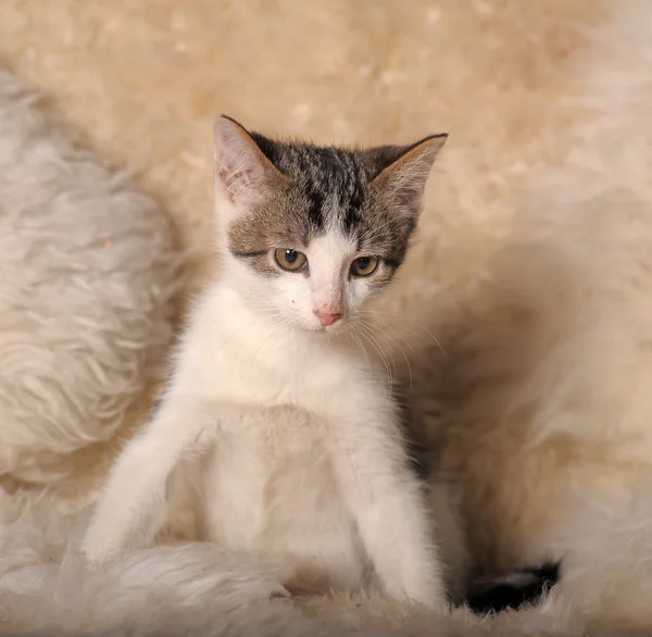 Flauschiges Kätzchen — Stockfoto