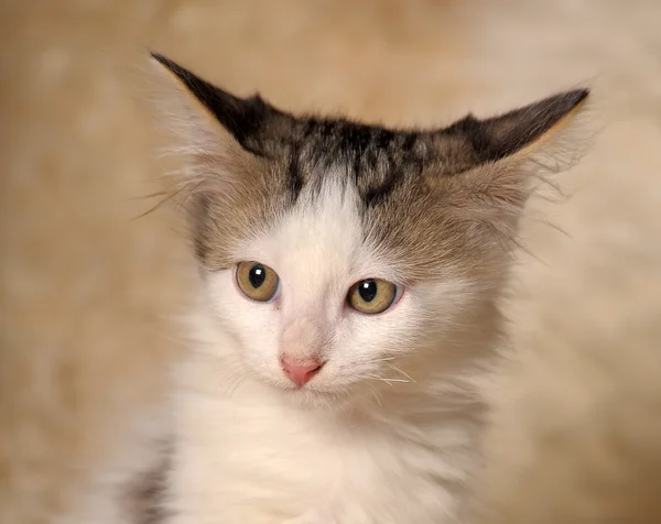 솜 털 고양이 — 스톡 사진