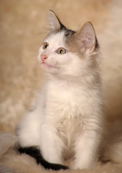 Пушистый котенок — стоковое фото
