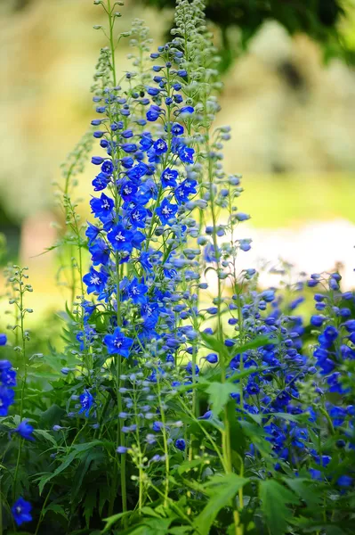 stock image Blue flowers in a garden