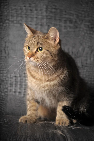 Gris gato tabby —  Fotos de Stock