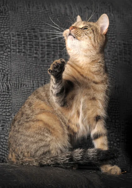 Gri tekir kedi — Stok fotoğraf